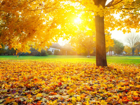 Wellness de tardor