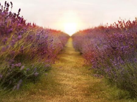 TALLER EL CAMÍ DE L'EGO O DE L'AMOR